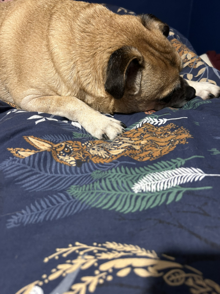 What is your dog doing right now?
