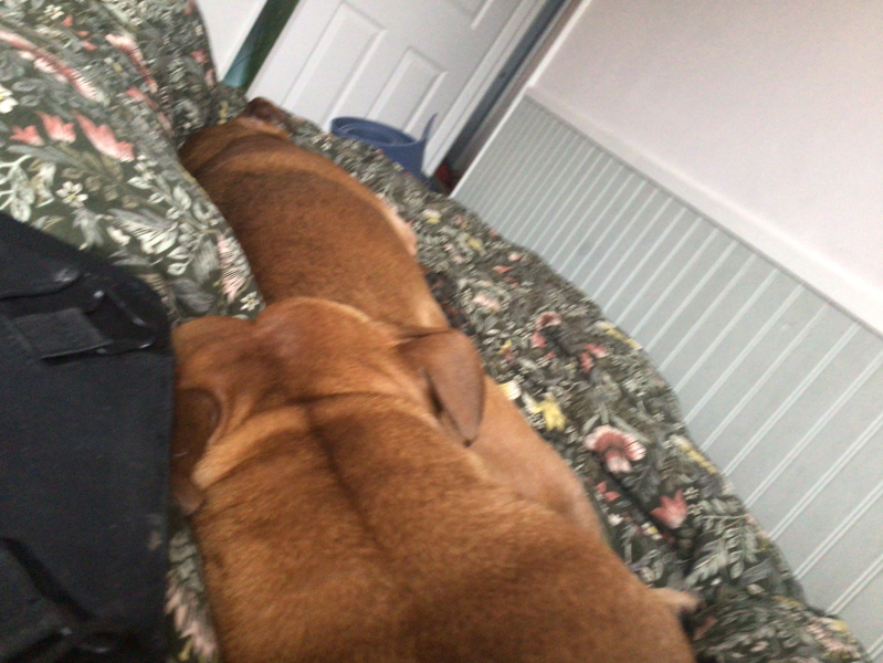 What is your dog doing right now?