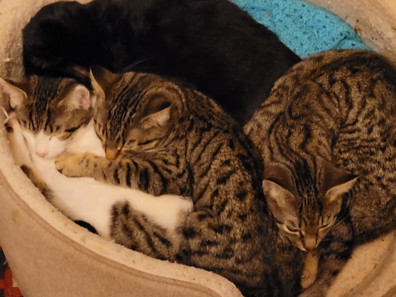 Pet photo thread