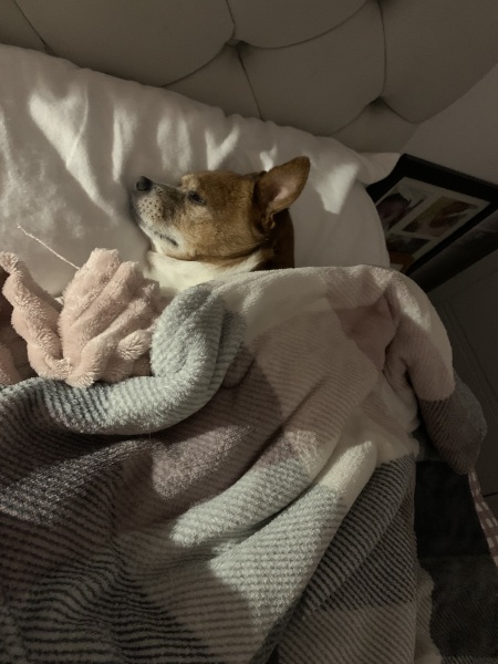To think we need to find a way to infiltrate the dog cult?