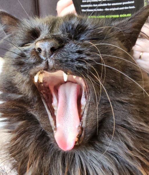 Tales and Tails and NMCs  -  the Excellent Cats March On