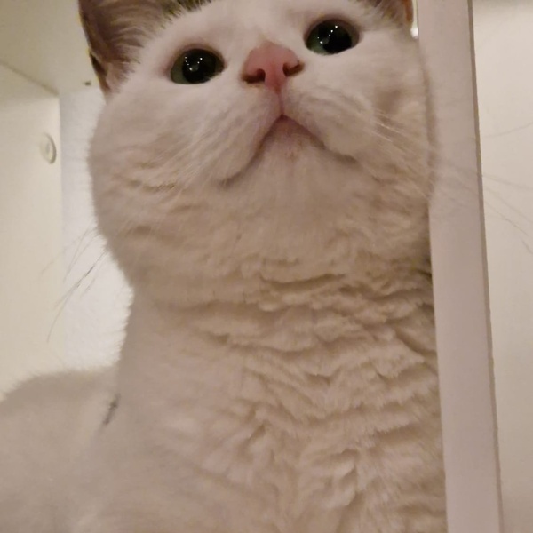 For those who have lost their kitties recently....