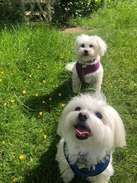 Need help identifying dog!