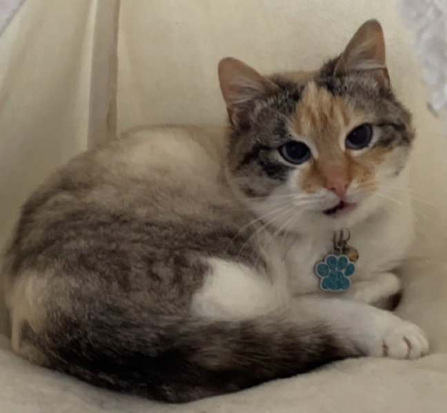 Cat with pica - any advice?!