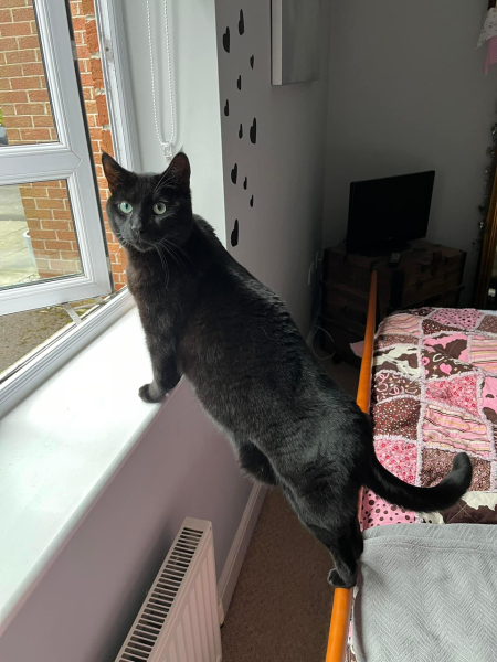 To think my cat has cracked the work life balance totally