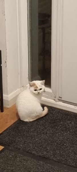 Advice needed for situation with poorly cat