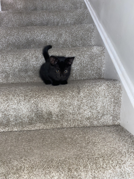 Pet photo thread