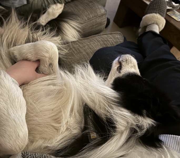 What is your dog doing right now?