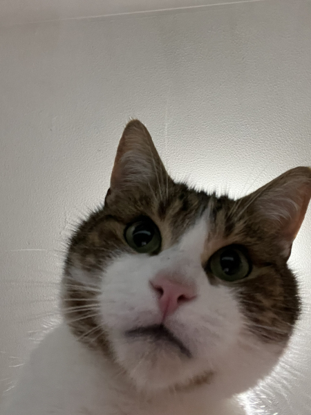 What compliments do you pay your cat?