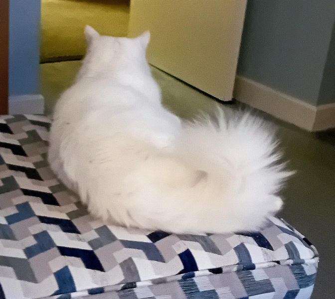 Tales and Tails and NMCs  -  the Excellent Cats March On