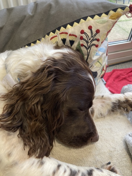 What is your dog doing right now?