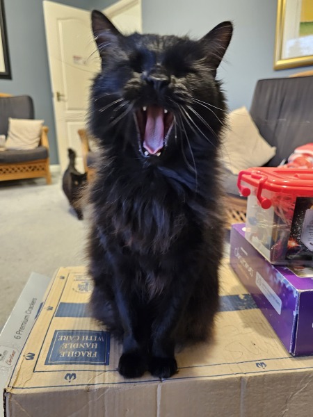 Christmas with the Excellent Cats