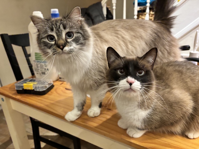 Can anyone identify these breeds?!