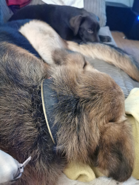 What is your dog doing right now?
