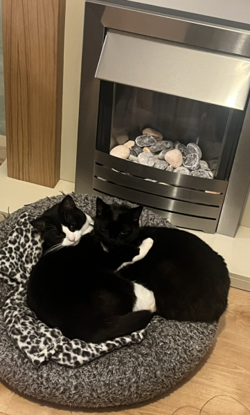 To get one kitten or two?