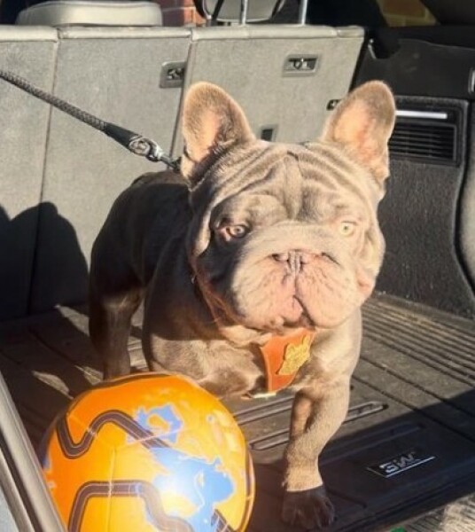 French Bulldogs - Why so much negativity on here?