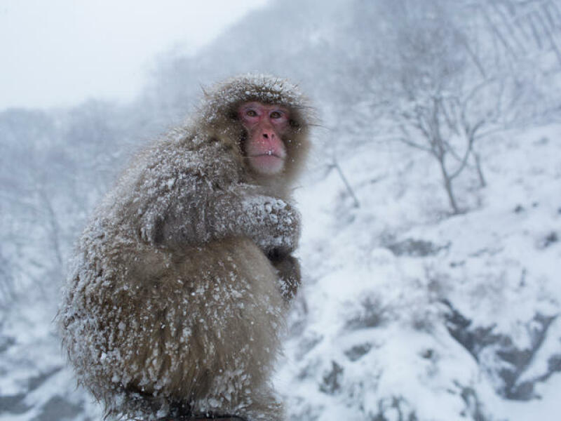 AIBU to be sorely cheering for the escaped monkey in Scotland
