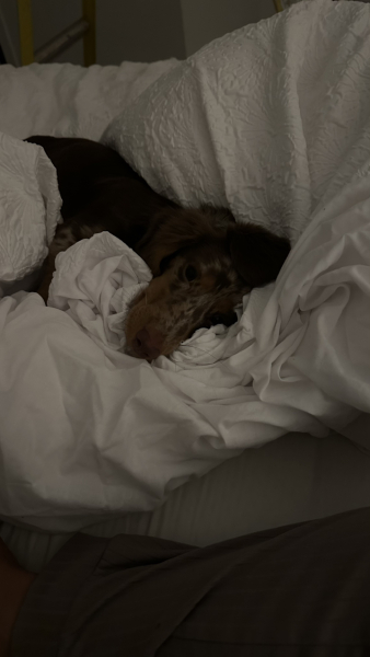 please cheer me up with photos of your guilty looking dogs