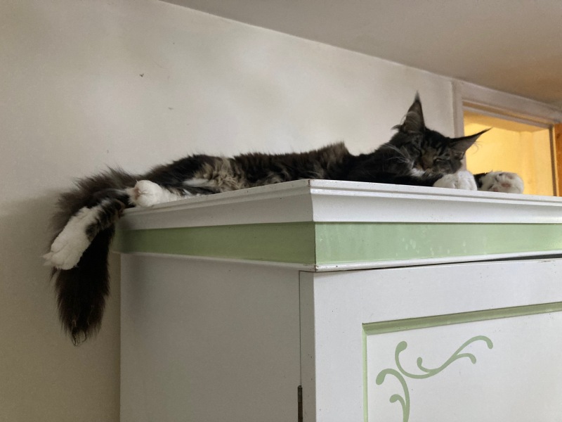 @Mrsflood is my cat part main coon