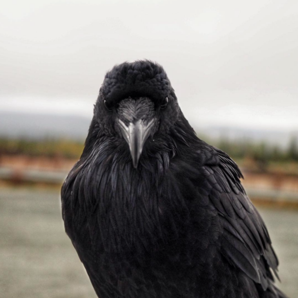 To be scared that I’m still marked by the crows?