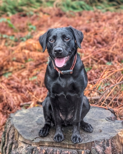 Puppy Survival Thread - for old and new pups heading into winter