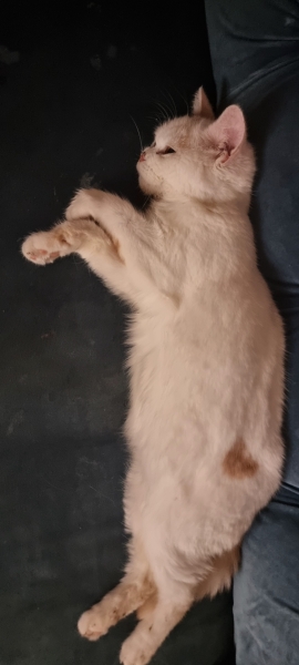 Advice needed for situation with poorly cat
