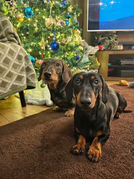 Puppy Survival Thread - for old and new pups heading into winter