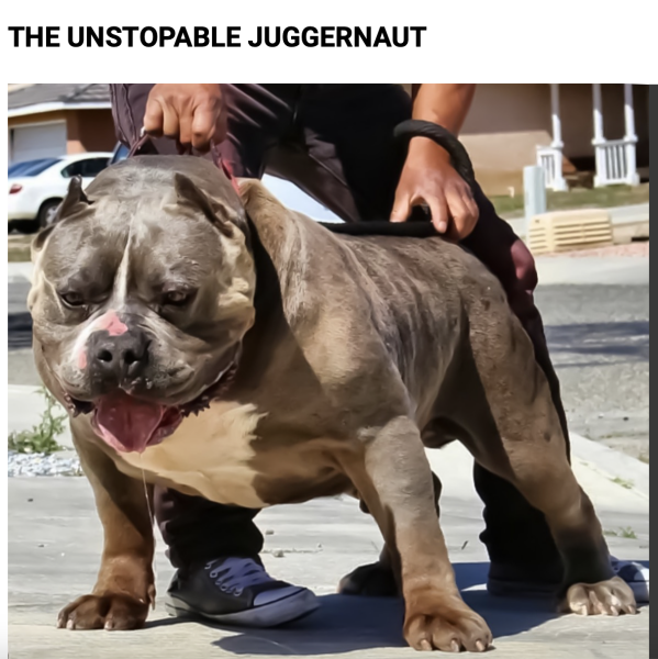 XL bully dogs and Scotland