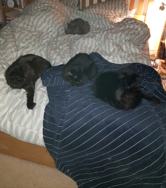 Tales and Tails and NMCs  -  the Excellent Cats March On