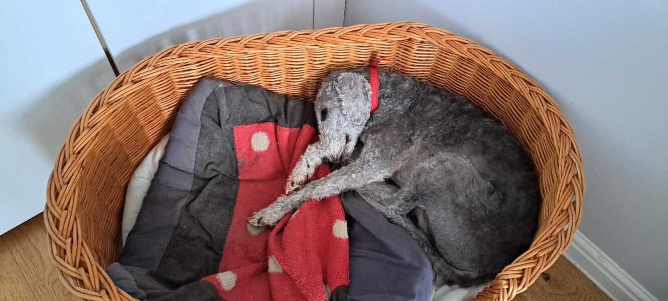 Strange animal in my house!
