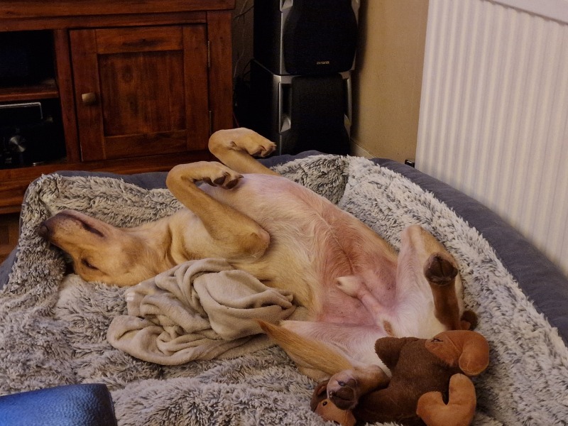 What is your dog doing right now?
