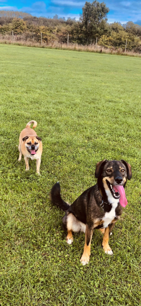 Pet photo thread