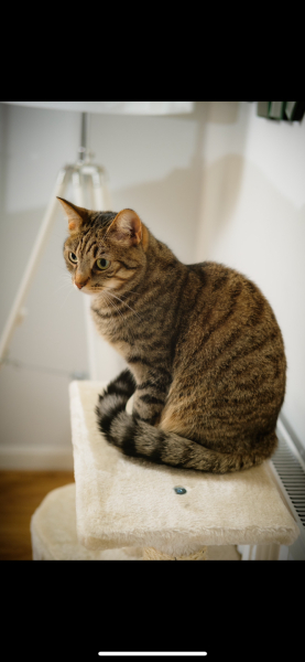 Toddler trapped cats tail in door!!