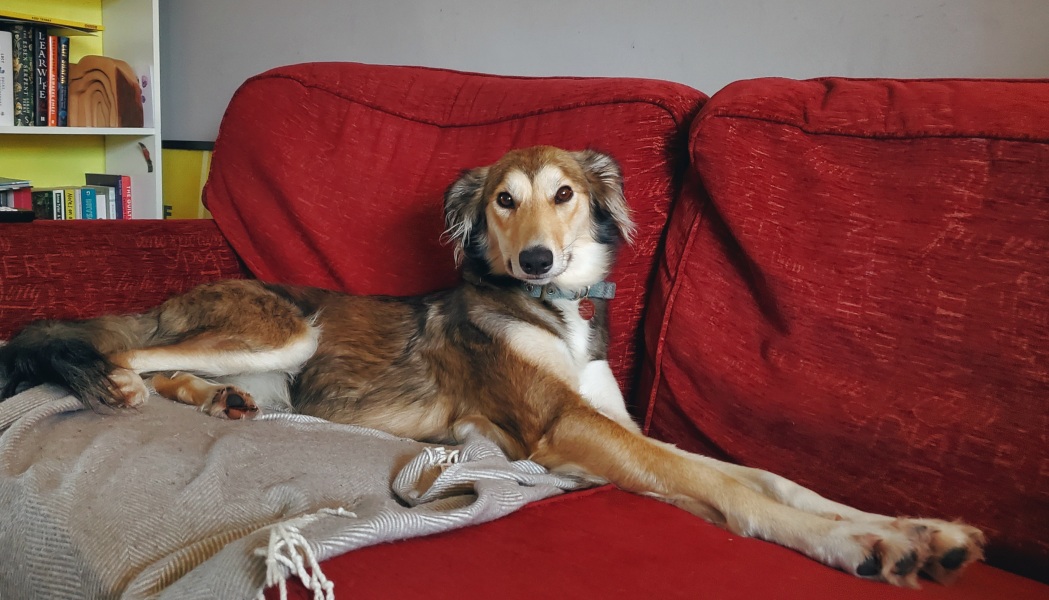 please cheer me up with photos of your guilty looking dogs