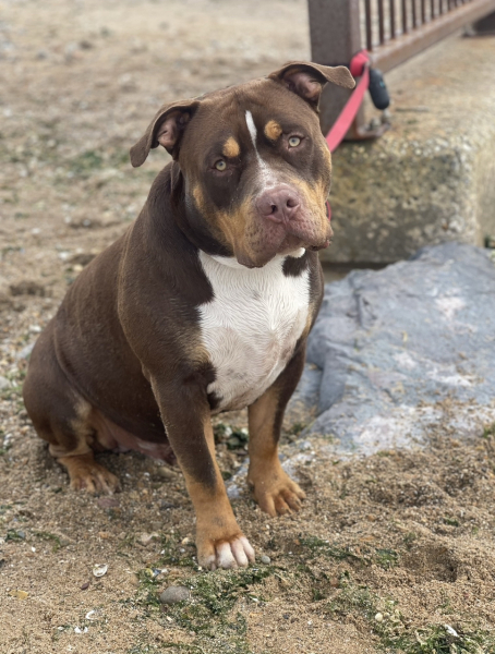 Pet photo thread