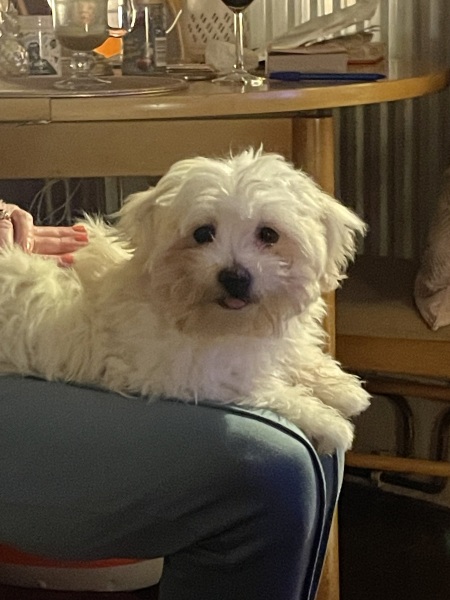 Need help identifying dog!