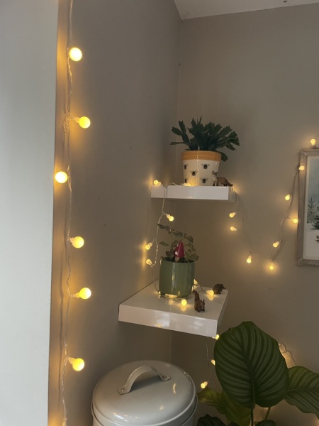 My Christmas cactus didn't flower