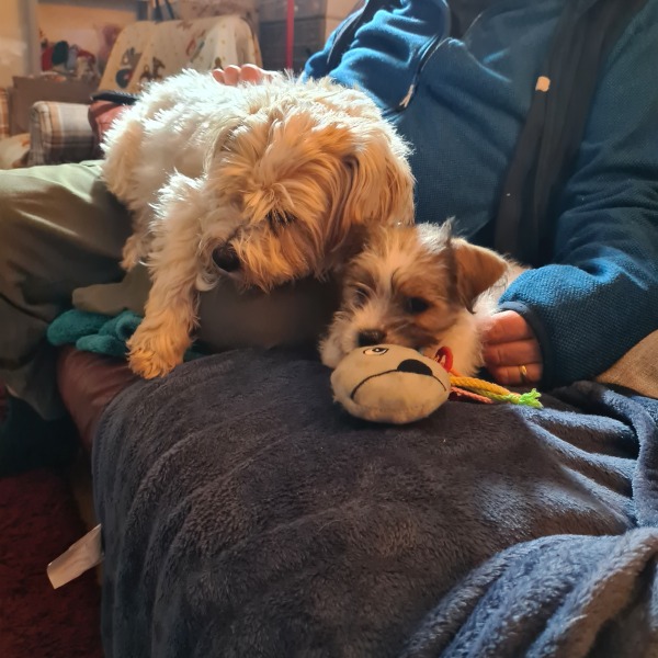 What is your dog doing right now?
