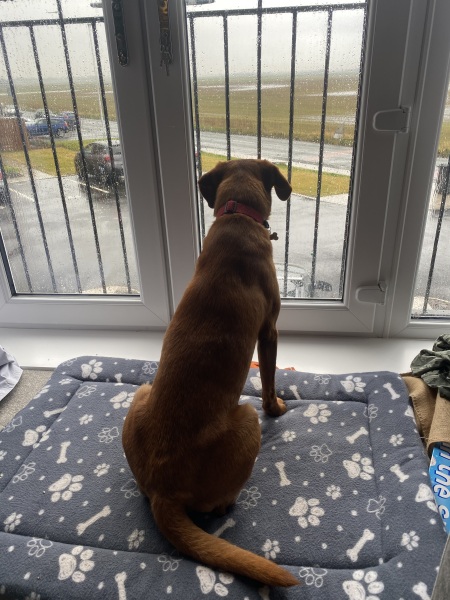 Puppy Survival Thread - for old and new pups heading into winter