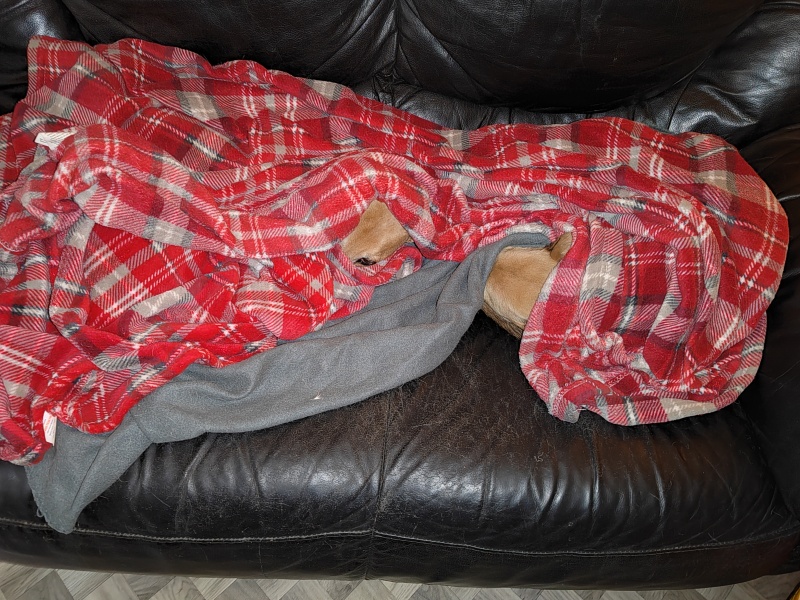 To think dogs might not mind a couple of days chilling at home too
