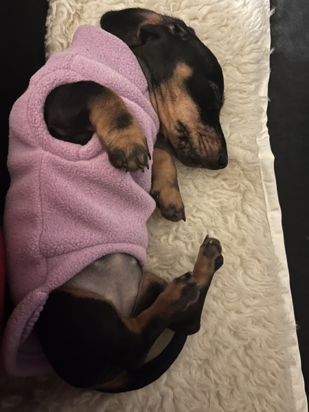 Miniature Dachshund name