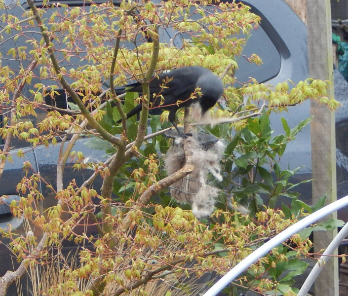 To be scared that I’m still marked by the crows?