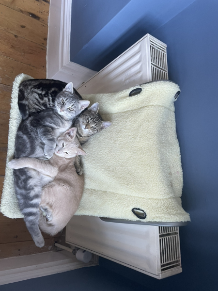 To get one kitten or two?