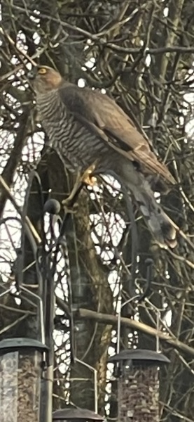 Feeding birds antisocial?