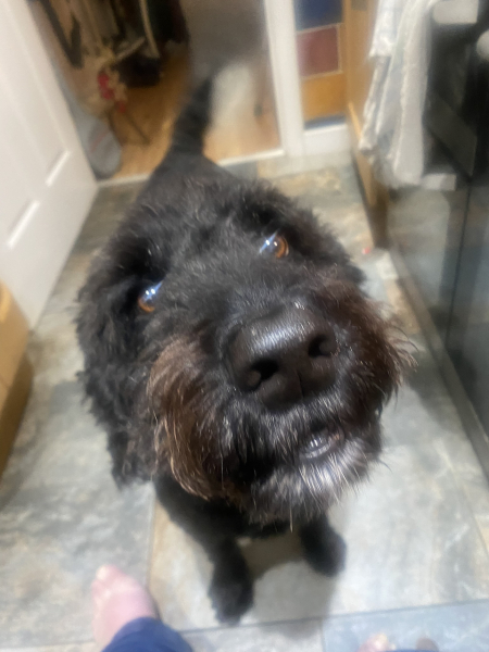 What is your dog doing right now?
