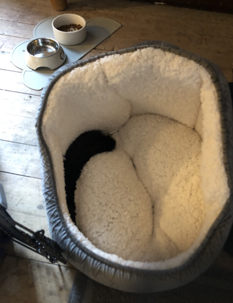 How else can we help our new kittens be less afraid?