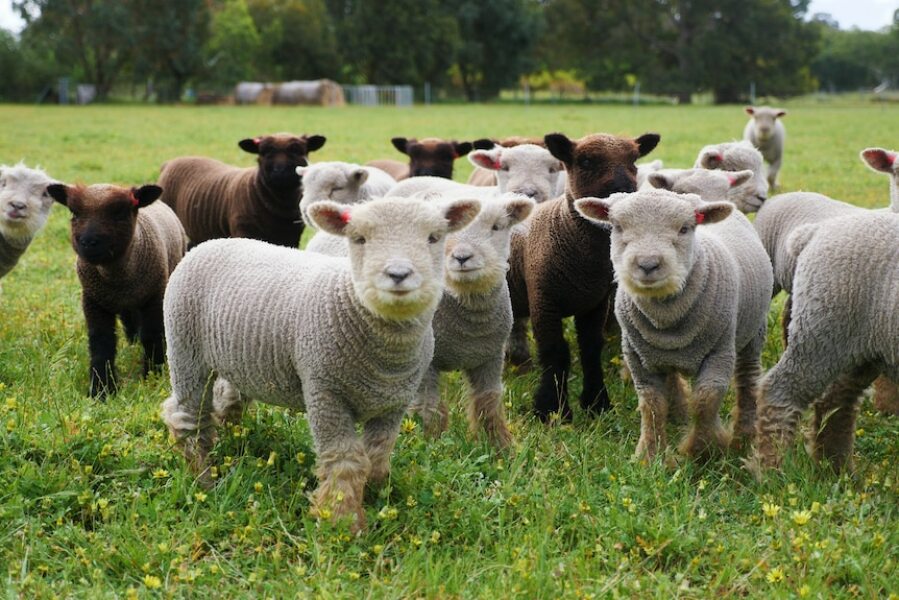 Archers thread #160: Ram a lamb a ding dong! To rate the mass wisteria in Ambridge, tap the feedback tablet here.