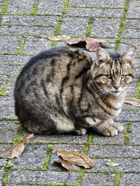 Tales and Tails and NMCs  -  the Excellent Cats March On