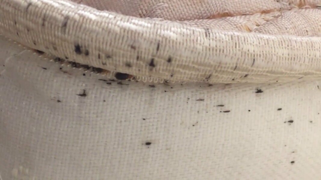 To think (hope!!!) this isn’t bed bugs??!!