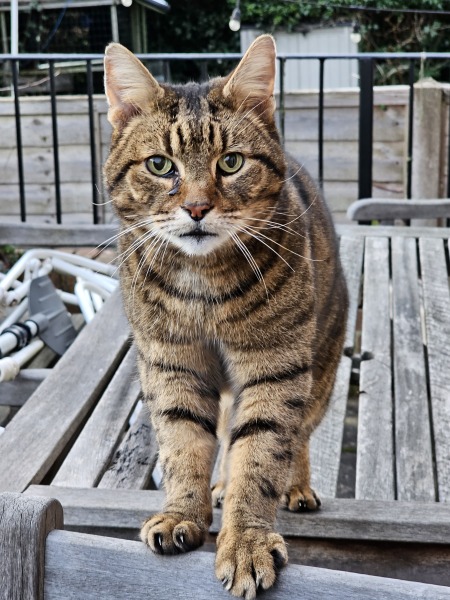 Thug cat part 5 - For he will not do destruction, if he is well-fed, neither will he spit without provocation.